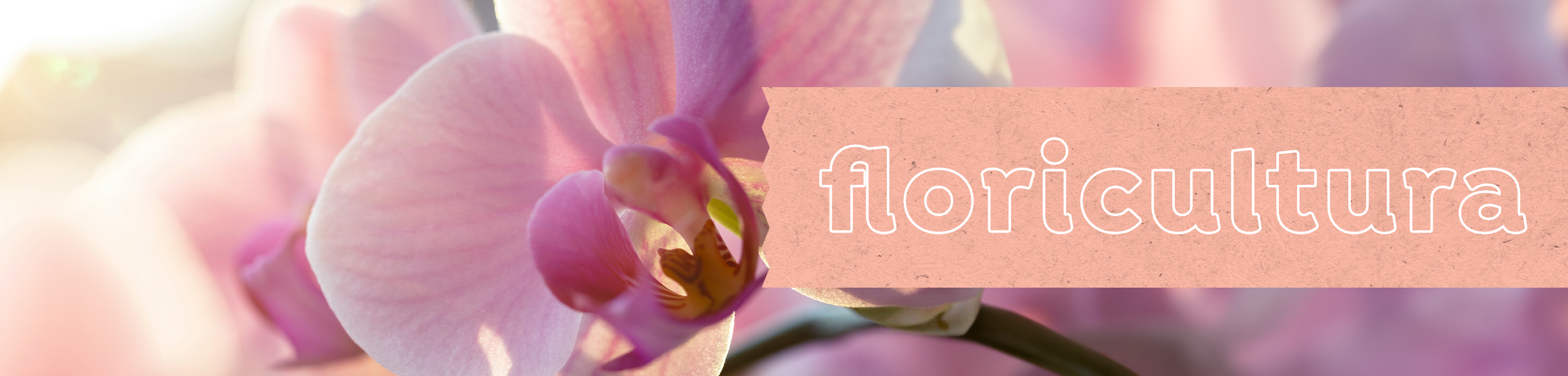 Campanha de floricultura Ítalo